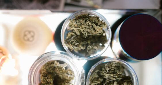 Glass jars of cannabis on display