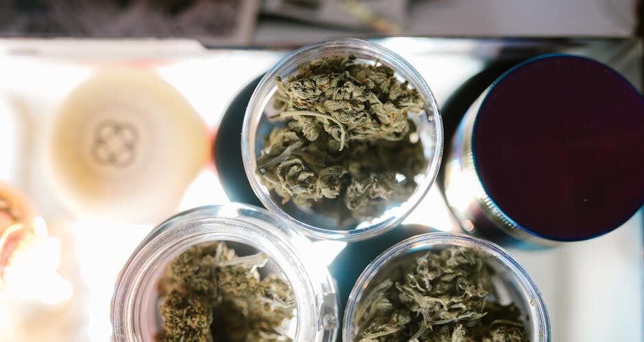 Glass jars of cannabis on display