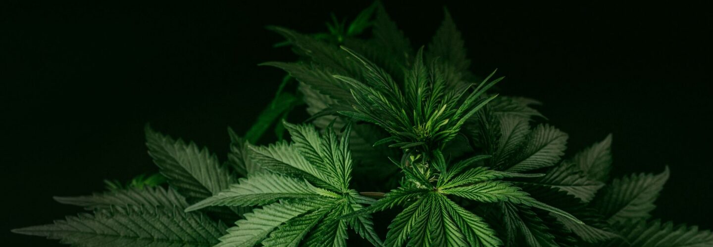 Cannabis plant lush green leaves closeup