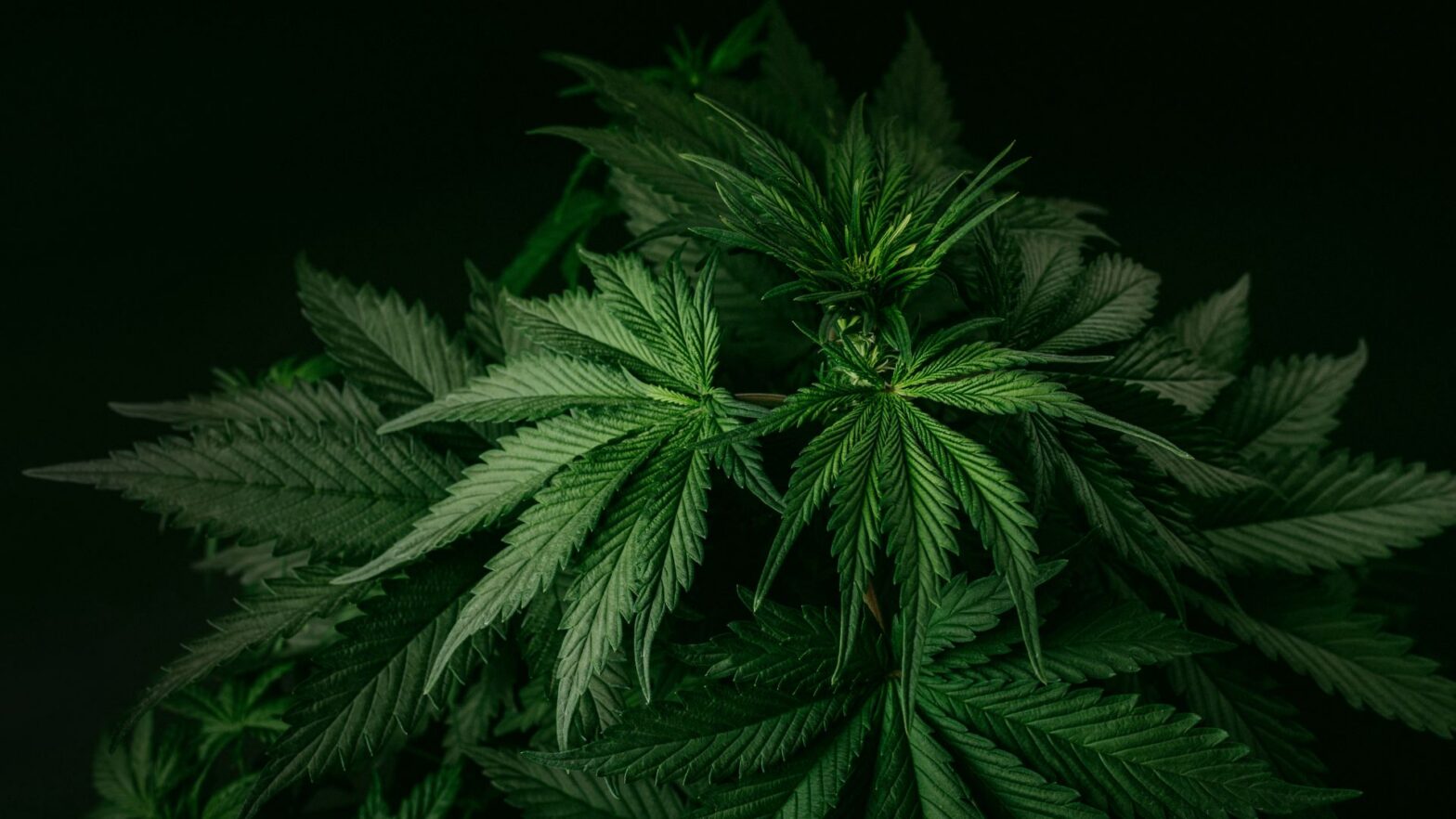 Cannabis plant lush green leaves closeup