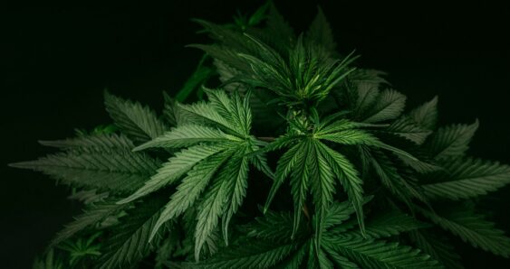 Cannabis plant lush green leaves closeup