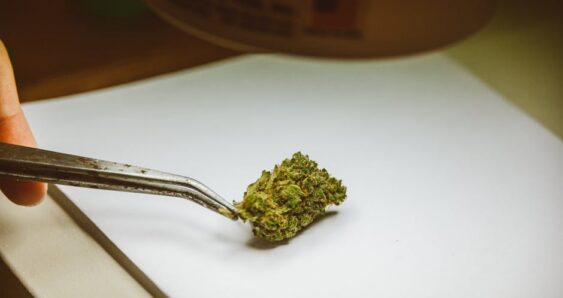 Cannabis bud held with tweezers on paper