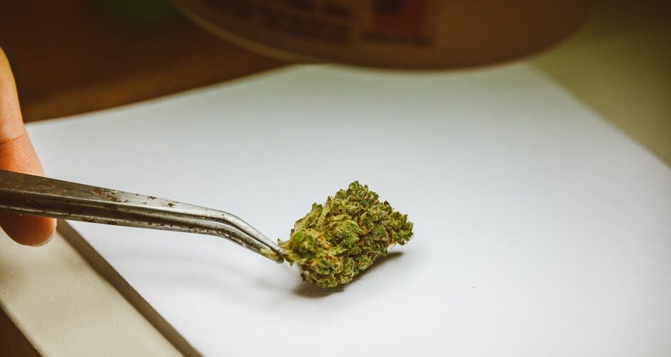 Cannabis bud held with tweezers on paper