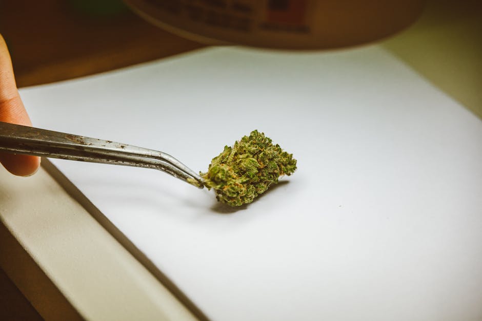Cannabis bud held with tweezers on paper