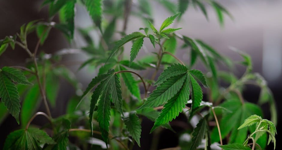 Cannabis plant with lush green leaves