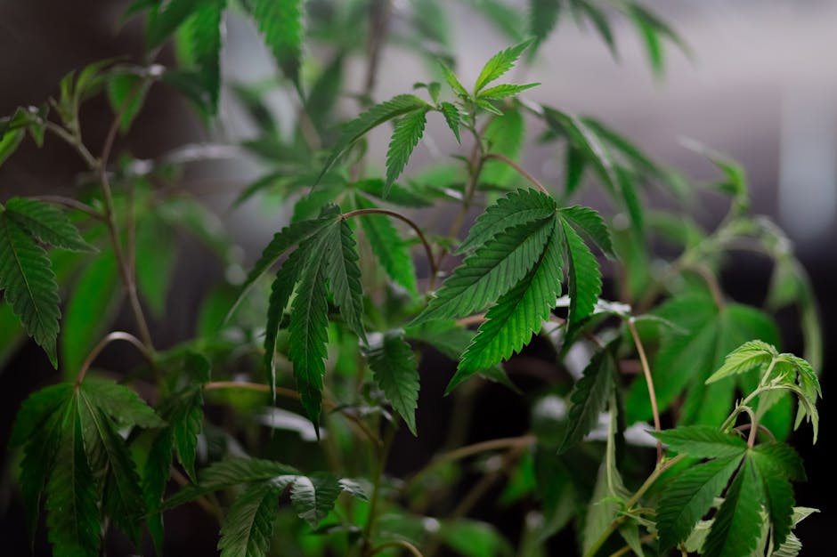 Cannabis plant with lush green leaves