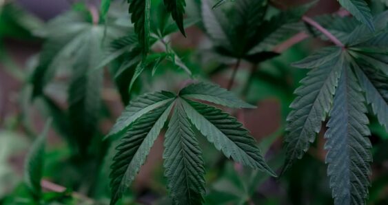 Cannabis leaves with lush green foliage