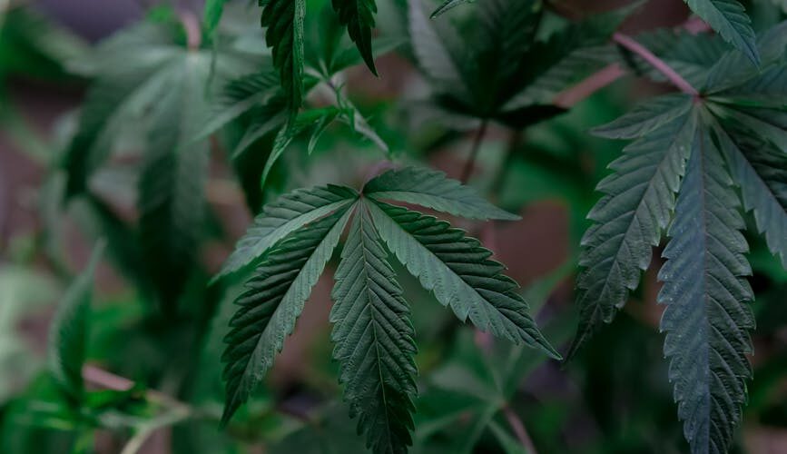 Cannabis leaves with lush green foliage