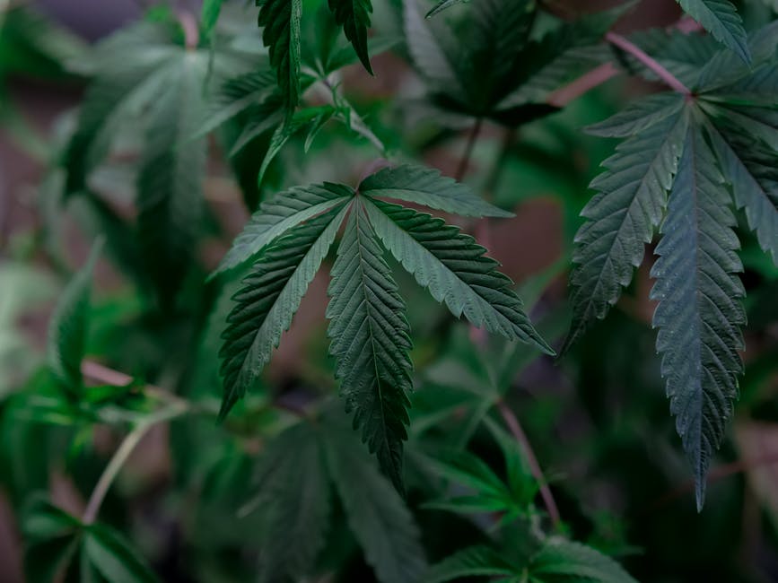 Cannabis leaves with lush green foliage