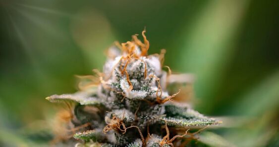Close-up of cannabis plant with trichomes