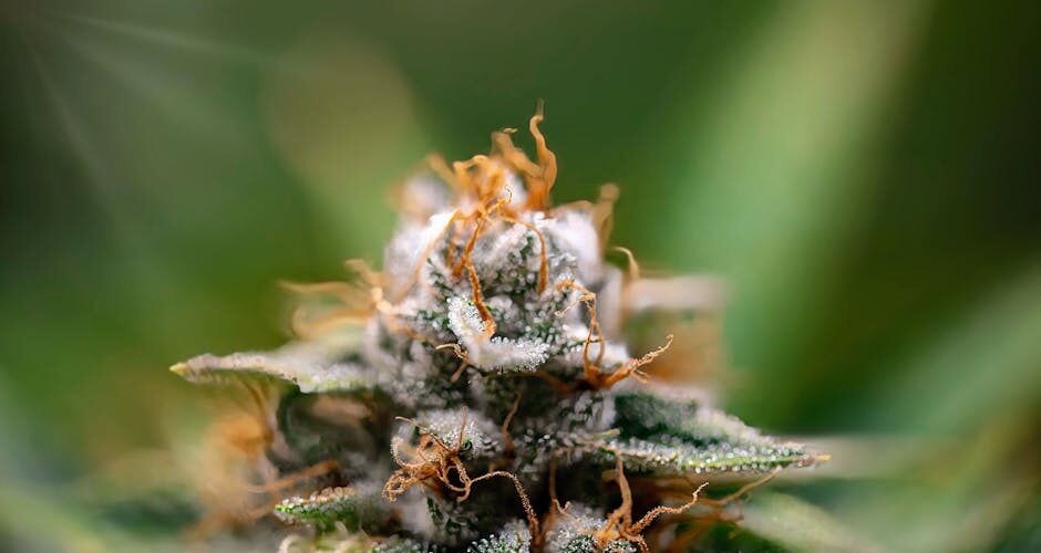 Close-up of cannabis plant with trichomes