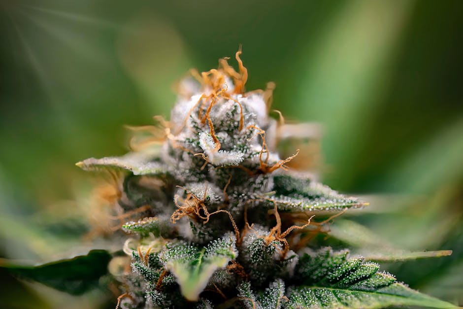 Close-up of cannabis plant with trichomes