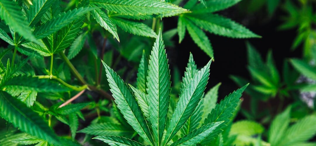 Cannabis plant leaves close up green