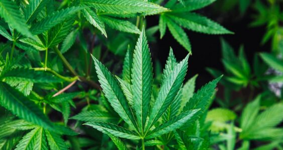 Cannabis plant leaves close up green