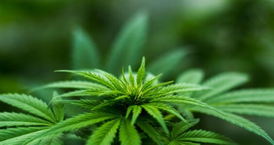 Cannabis plant leaves close up