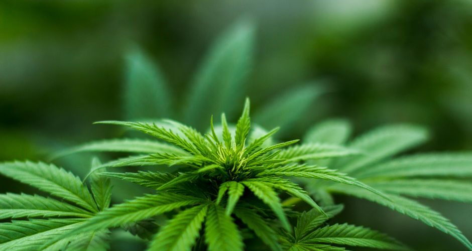 Cannabis plant leaves close up
