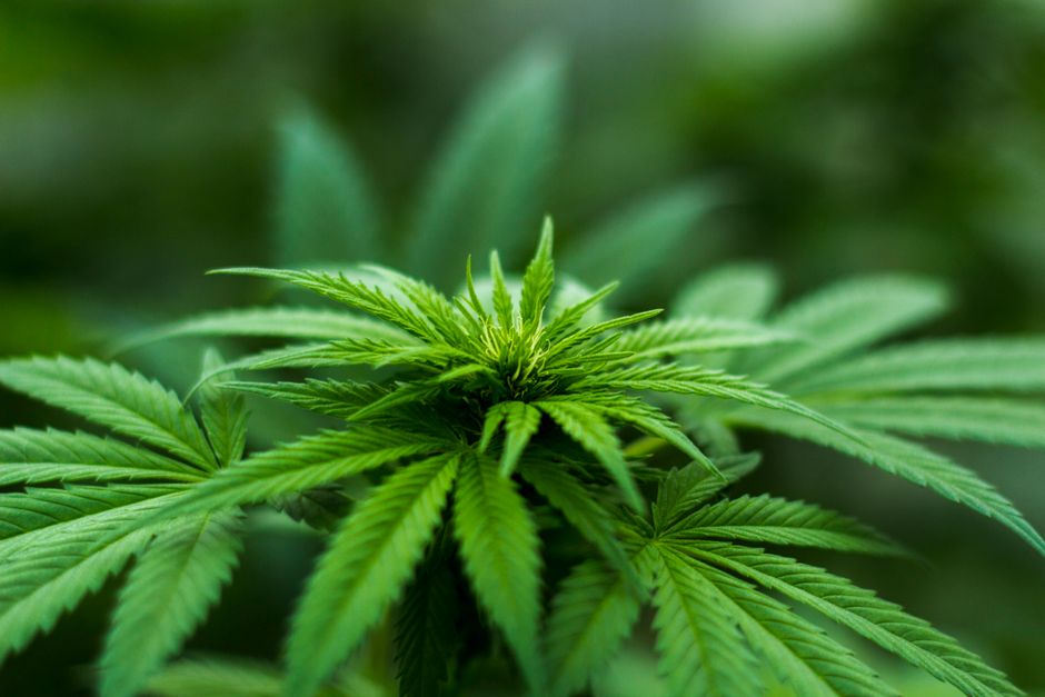 Cannabis plant leaves close up