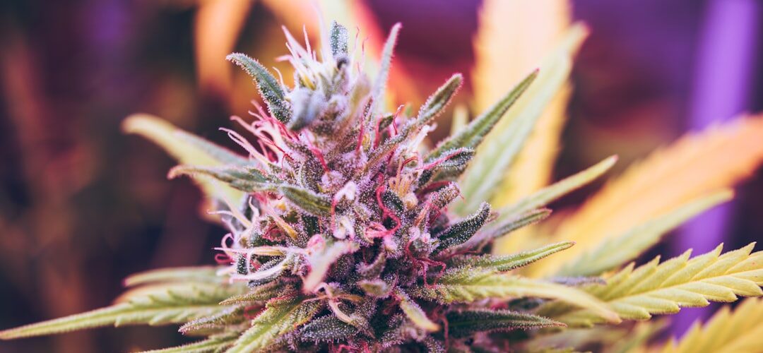 Close-up cannabis plant flowering bud
