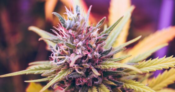 Close-up cannabis plant flowering bud