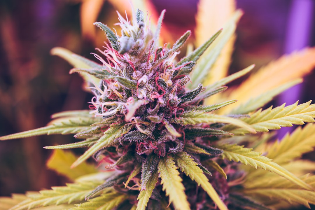 Close-up cannabis plant flowering bud