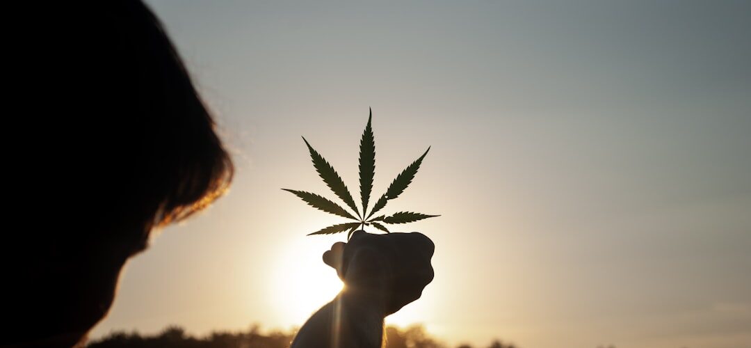 Hand holding cannabis leaf at sunset outdoors