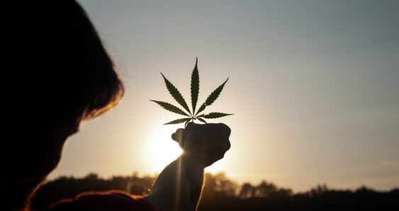 Hand holding cannabis leaf at sunset outdoors