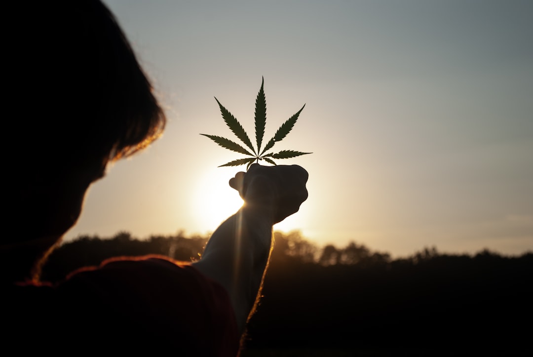 Hand holding cannabis leaf at sunset outdoors