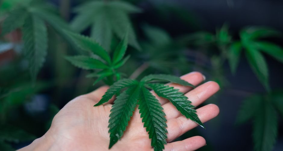 Hand open with cannabis leaf on palm
