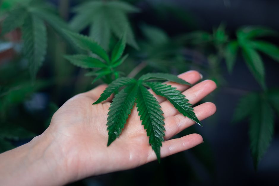 Hand open with cannabis leaf on palm
