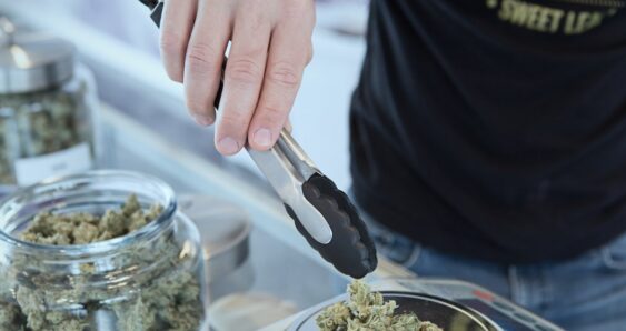 Weighing cannabis buds at dispensary counter