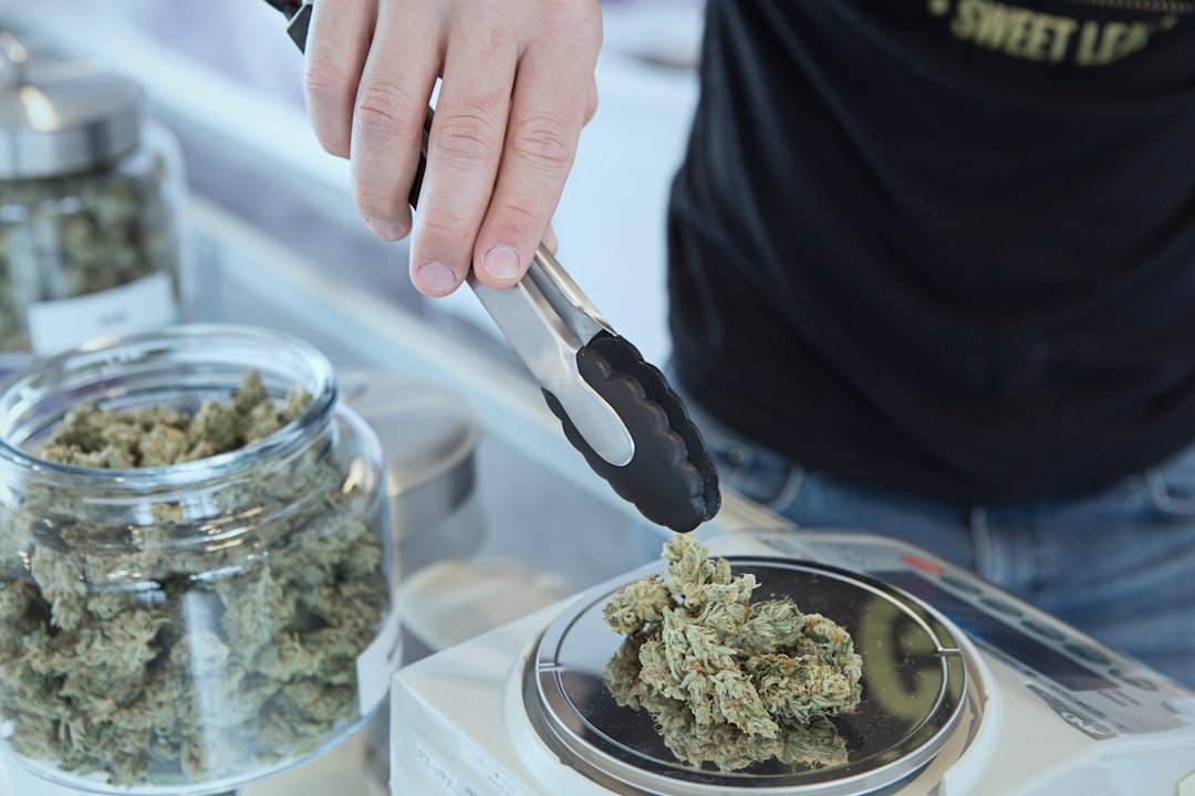 Weighing cannabis buds at dispensary counter