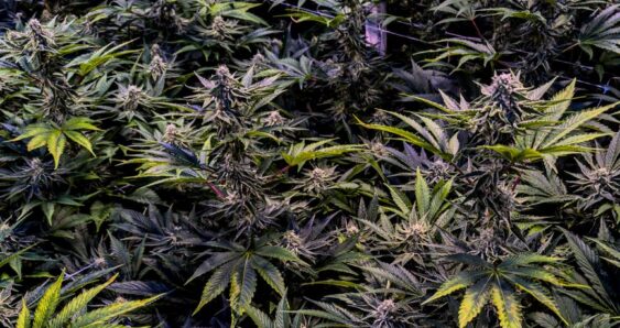 Mature cannabis plants in indoor grow operation