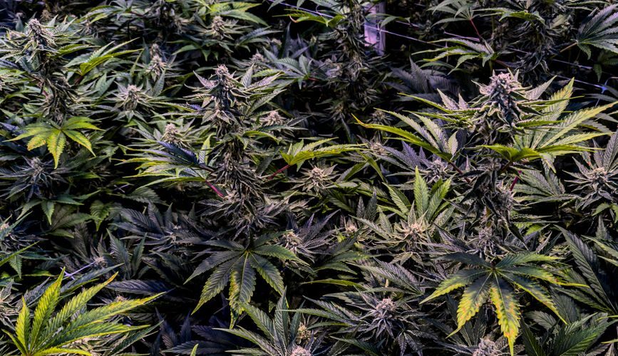 Mature cannabis plants in indoor grow operation