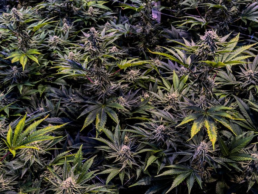 Mature cannabis plants in indoor grow operation