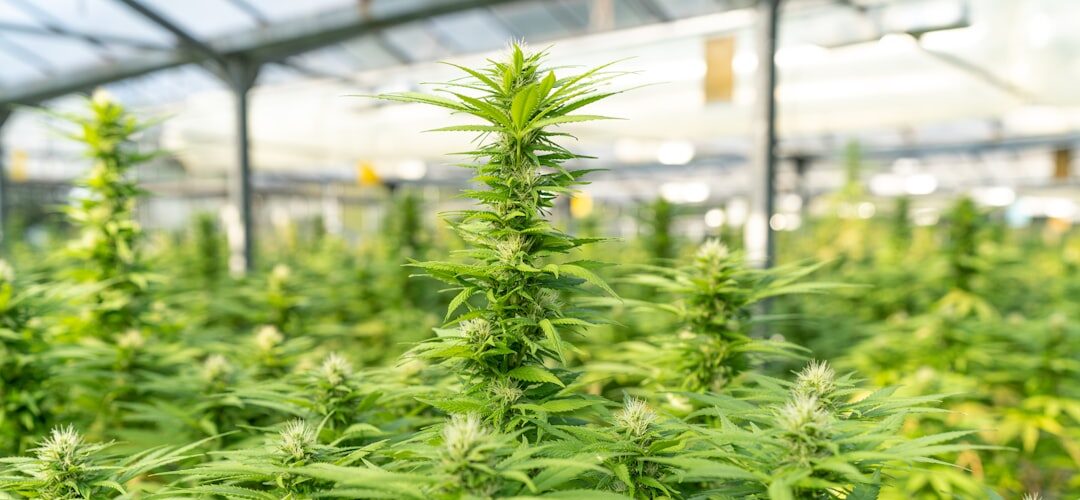 Cannabis plants growing indoors in greenhouse
