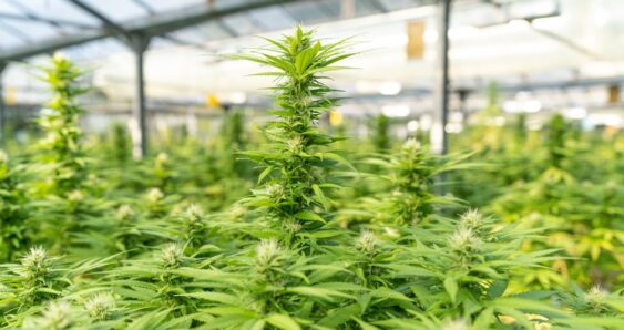 Cannabis plants growing indoors in greenhouse
