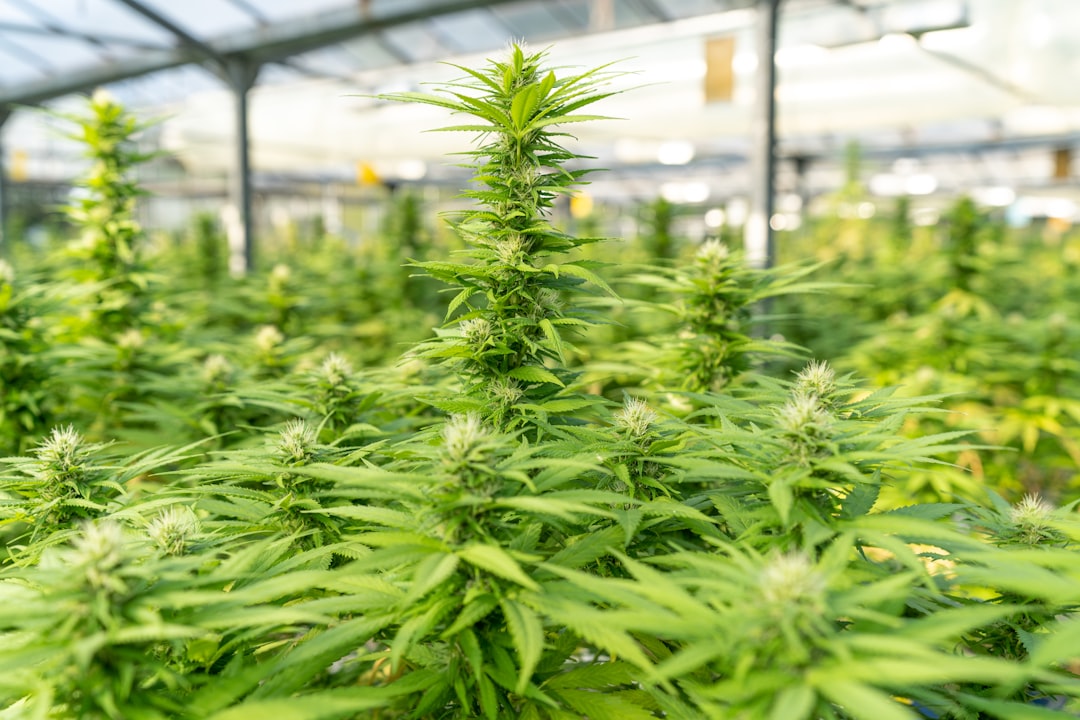Cannabis plants growing indoors in greenhouse