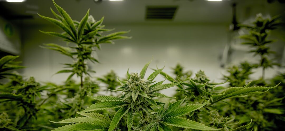 Closeup of cannabis plant in grow room