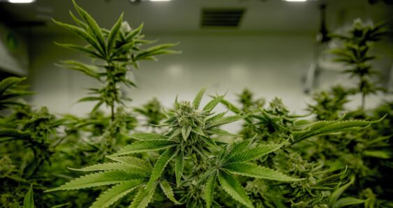 Closeup of cannabis plant in grow room