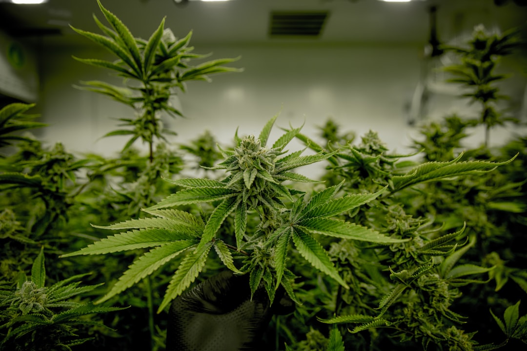 Closeup of cannabis plant in grow room