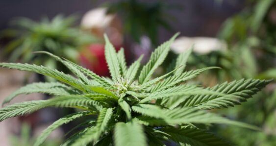 Closeup cannabis plant leaves in sunlight