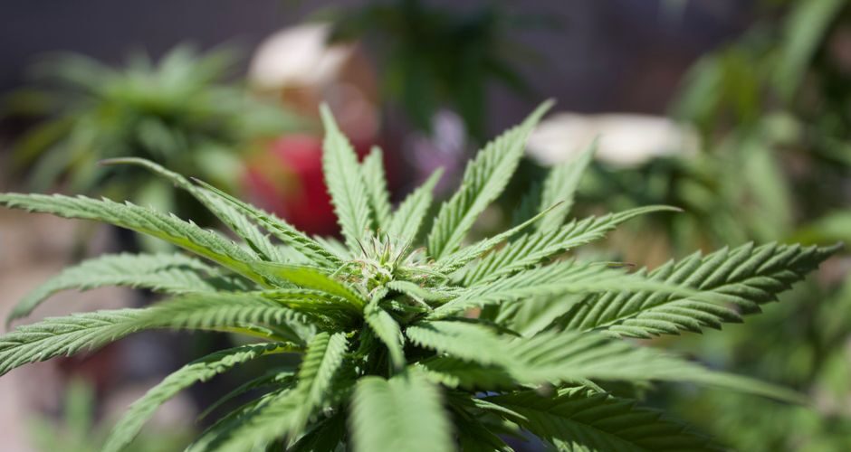 Closeup cannabis plant leaves in sunlight
