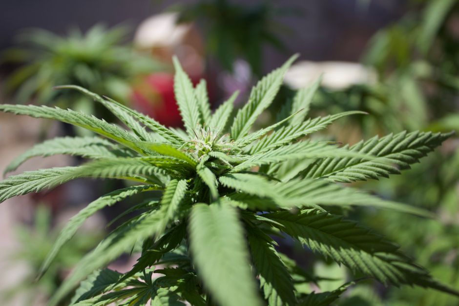 Closeup cannabis plant leaves in sunlight