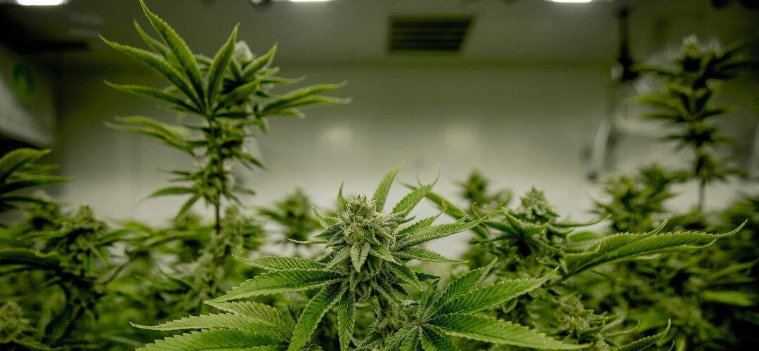 Gloved hand holding mature cannabis bud indoors