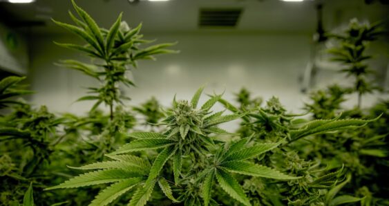 Gloved hand holding mature cannabis bud indoors
