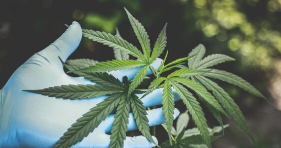 Blue gloved hand holding cannabis plant leaves