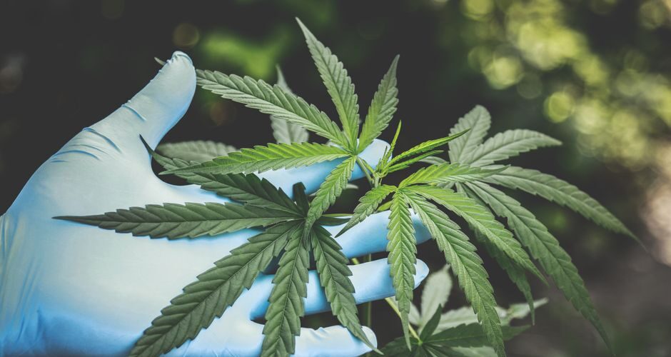 Blue gloved hand holding cannabis plant leaves
