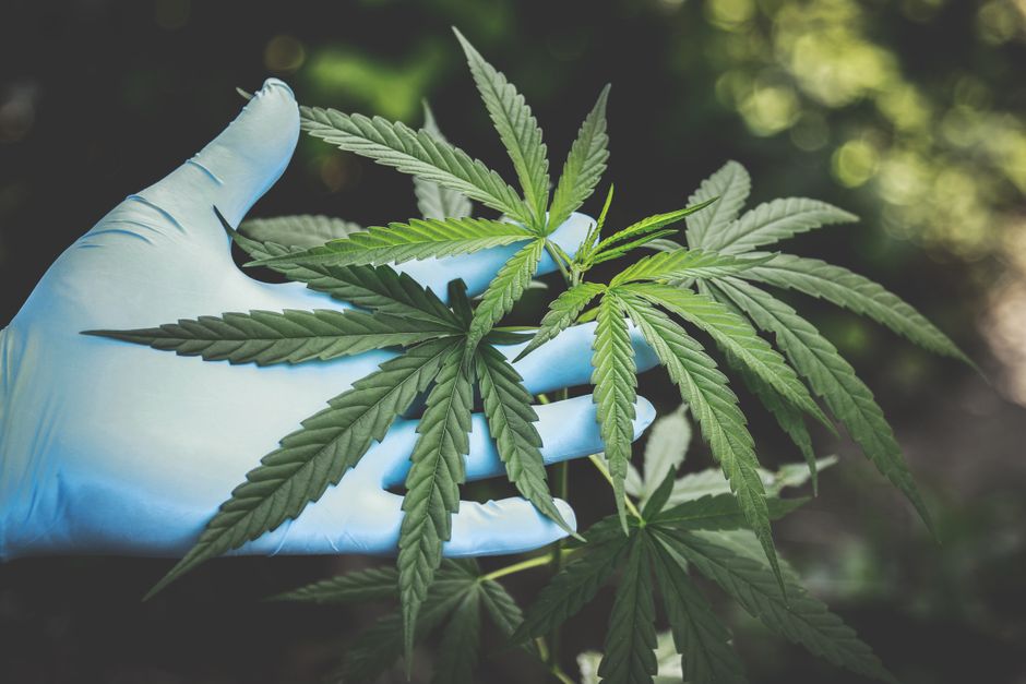 Blue gloved hand holding cannabis plant leaves